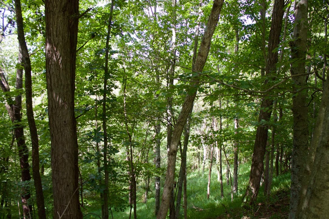 Heritage Hollow Tract 20 photo 14