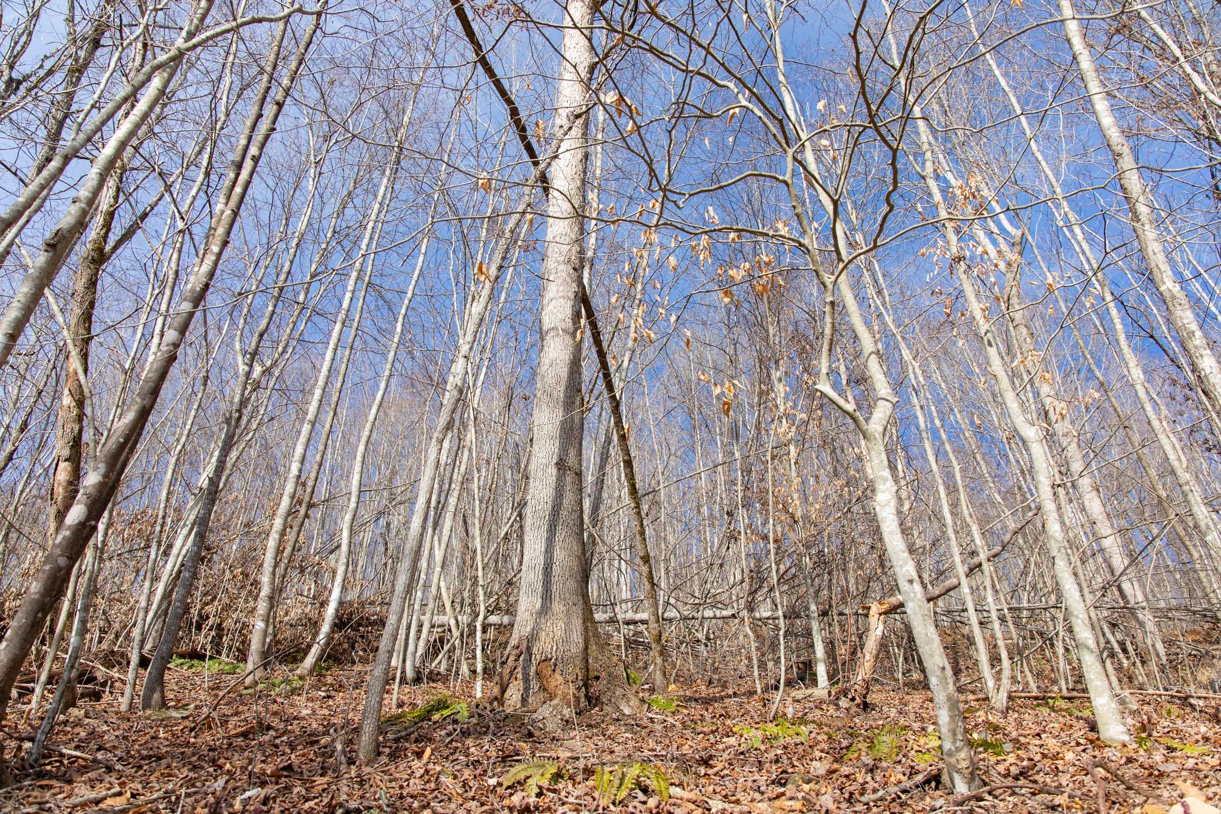 Blackstone Mountain Phase I Tract 23 photo 6
