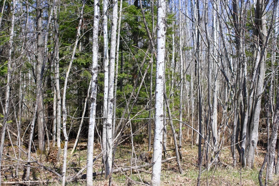Abby Point Tract 3 photo 3