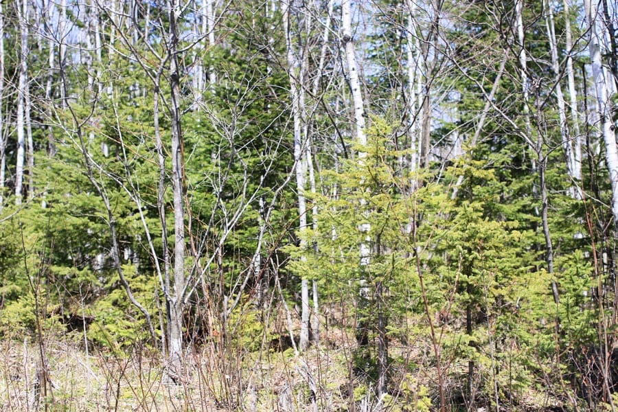Abby Point Tract 3 photo 6