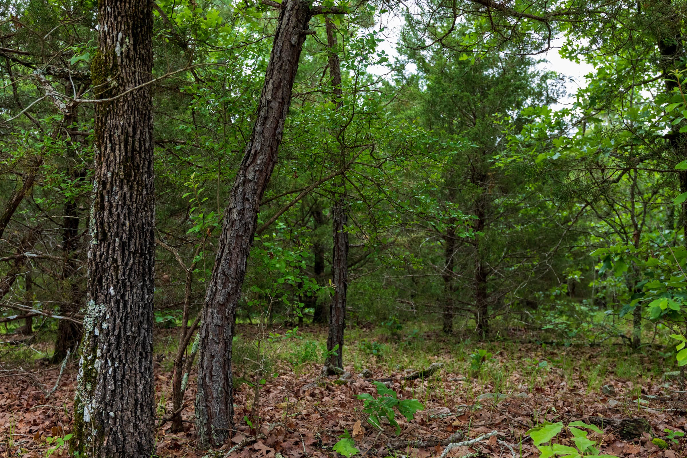 Falcon Crest Tract 4 photo 3