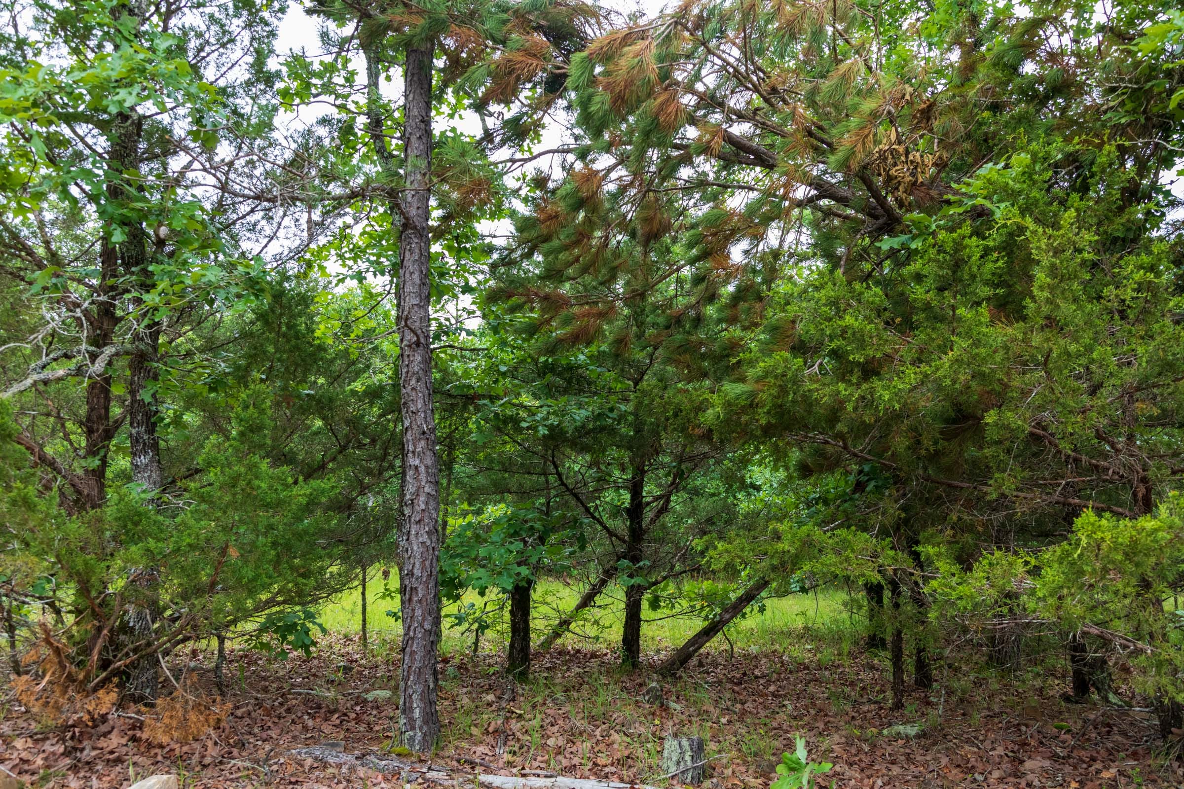 Falcon Crest Tract 4 photo 7