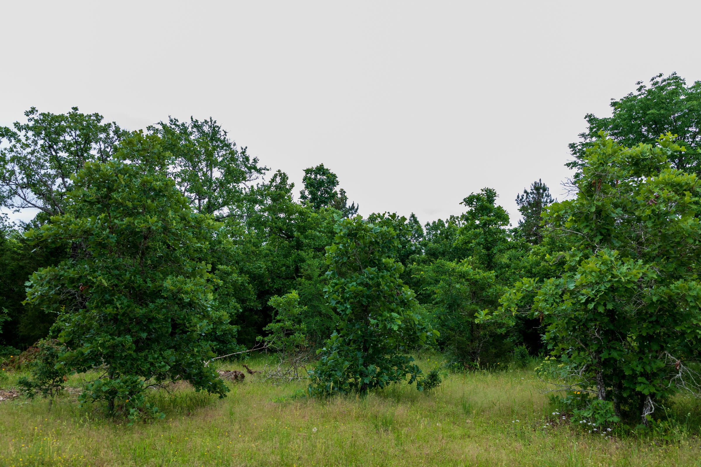 Falcon Crest Tract 4 photo 11