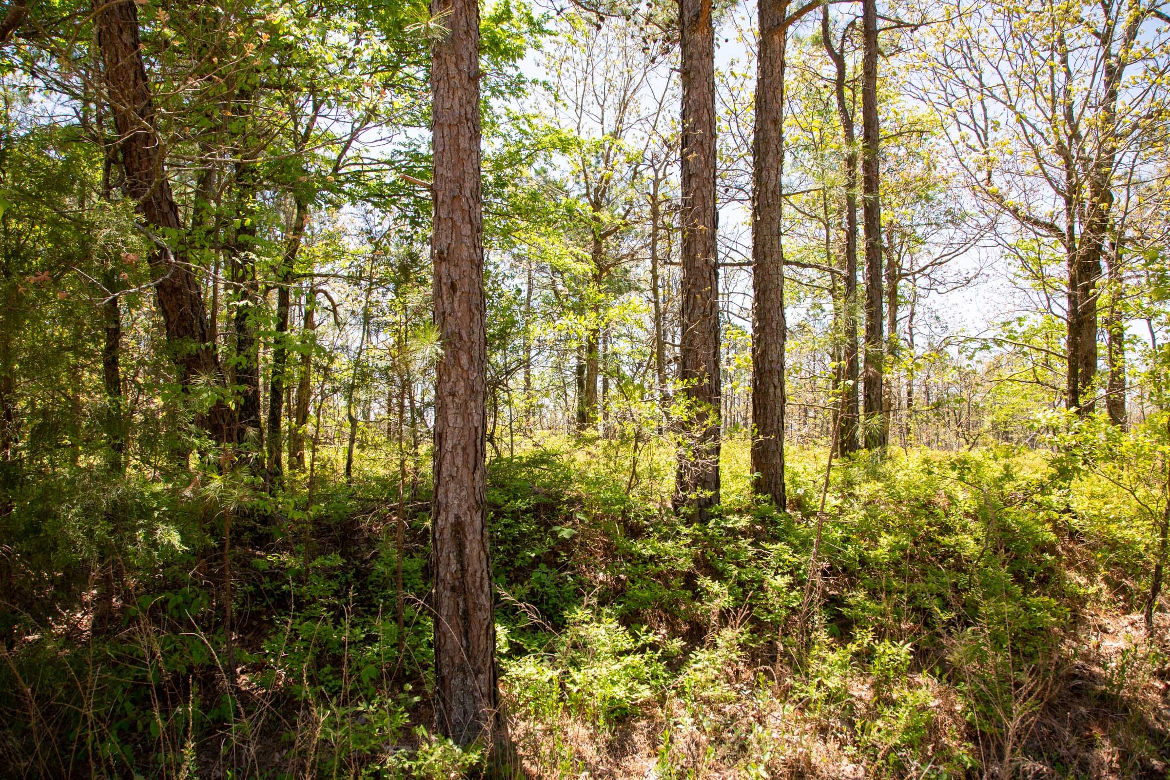 Eagle’s Nest Tract 3 photo 3