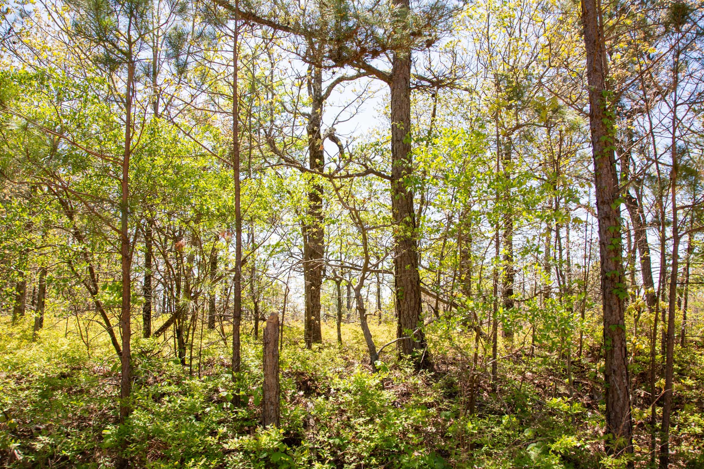 Eagle’s Nest Tract 3 photo 4