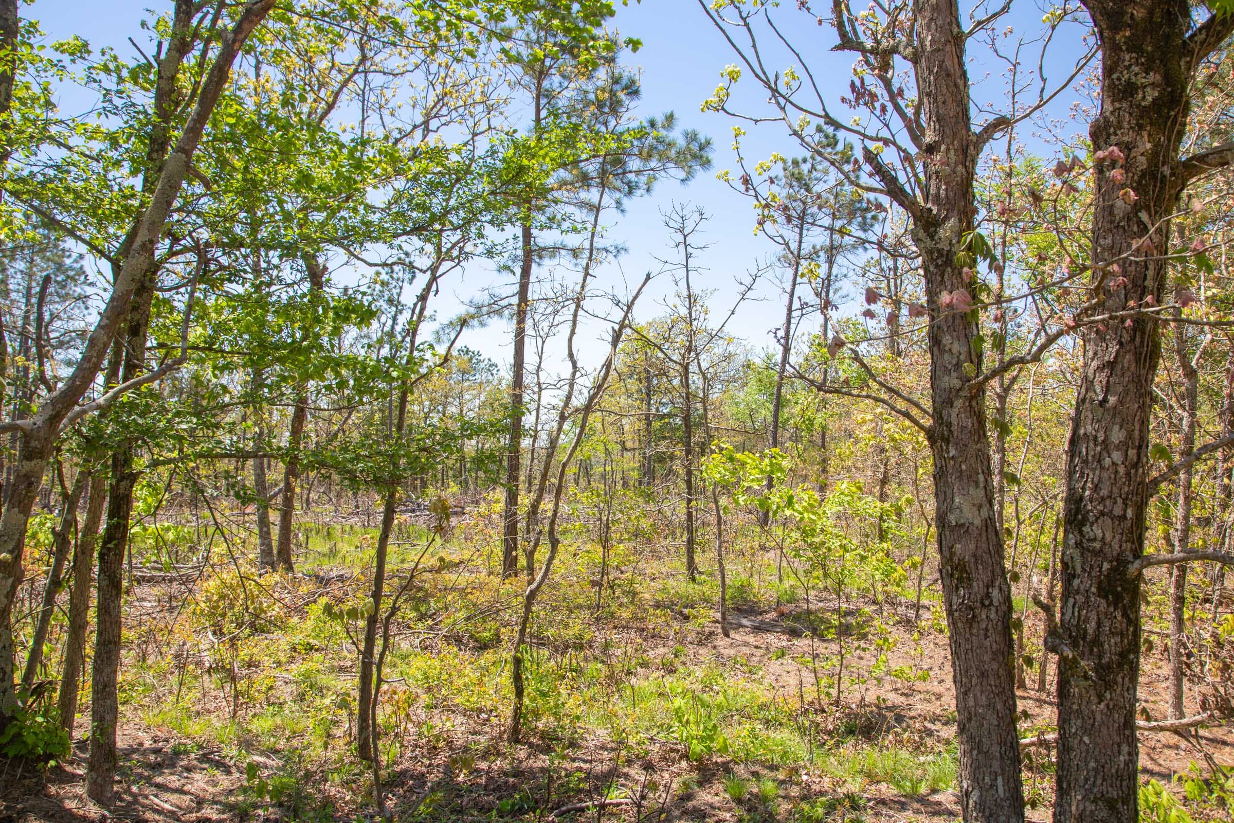 Eagle’s Nest Tract 3 photo 8