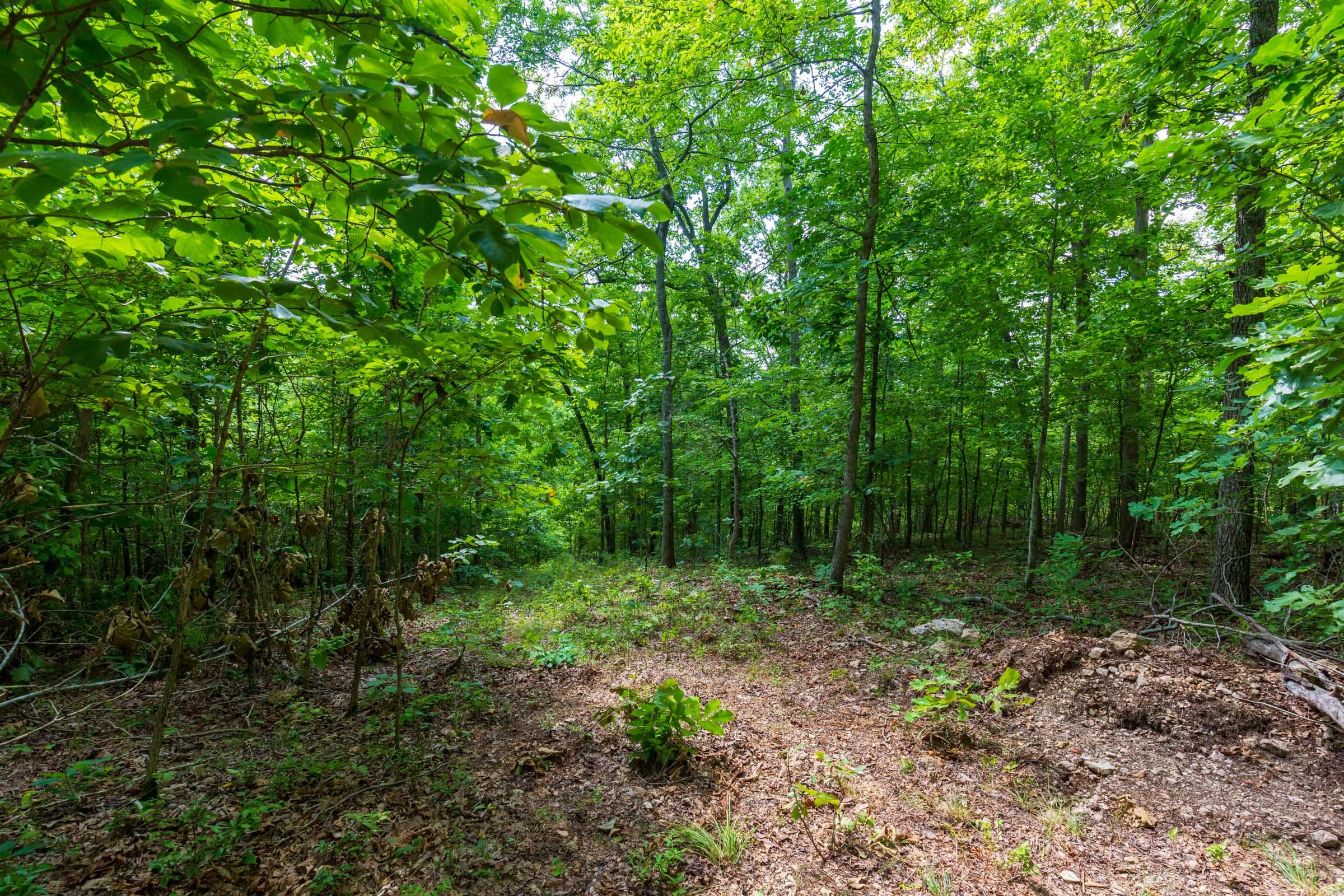 Cypress Ridge Tract 18 photo 6