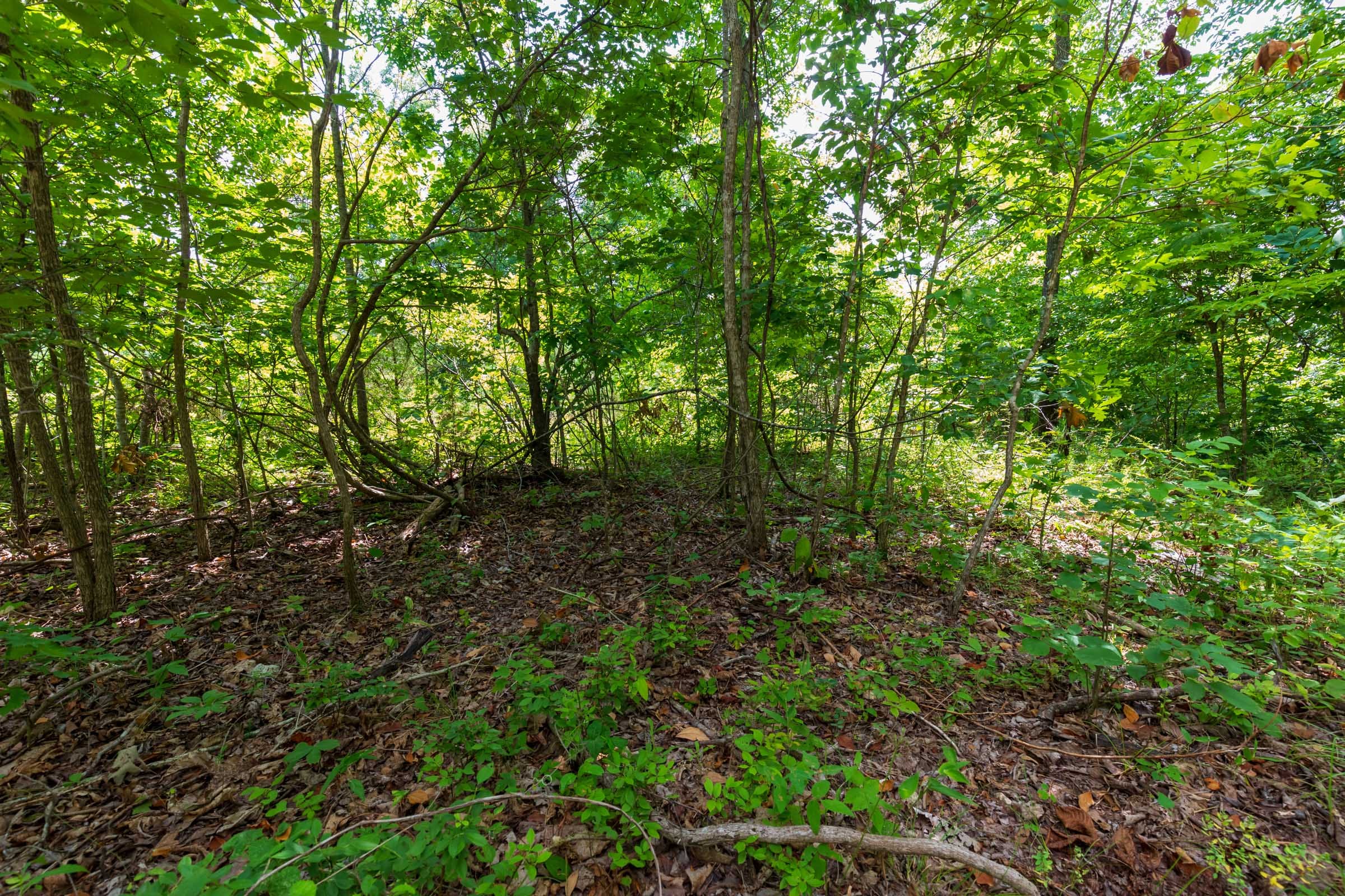 Cypress Ridge Tract 18 photo 8