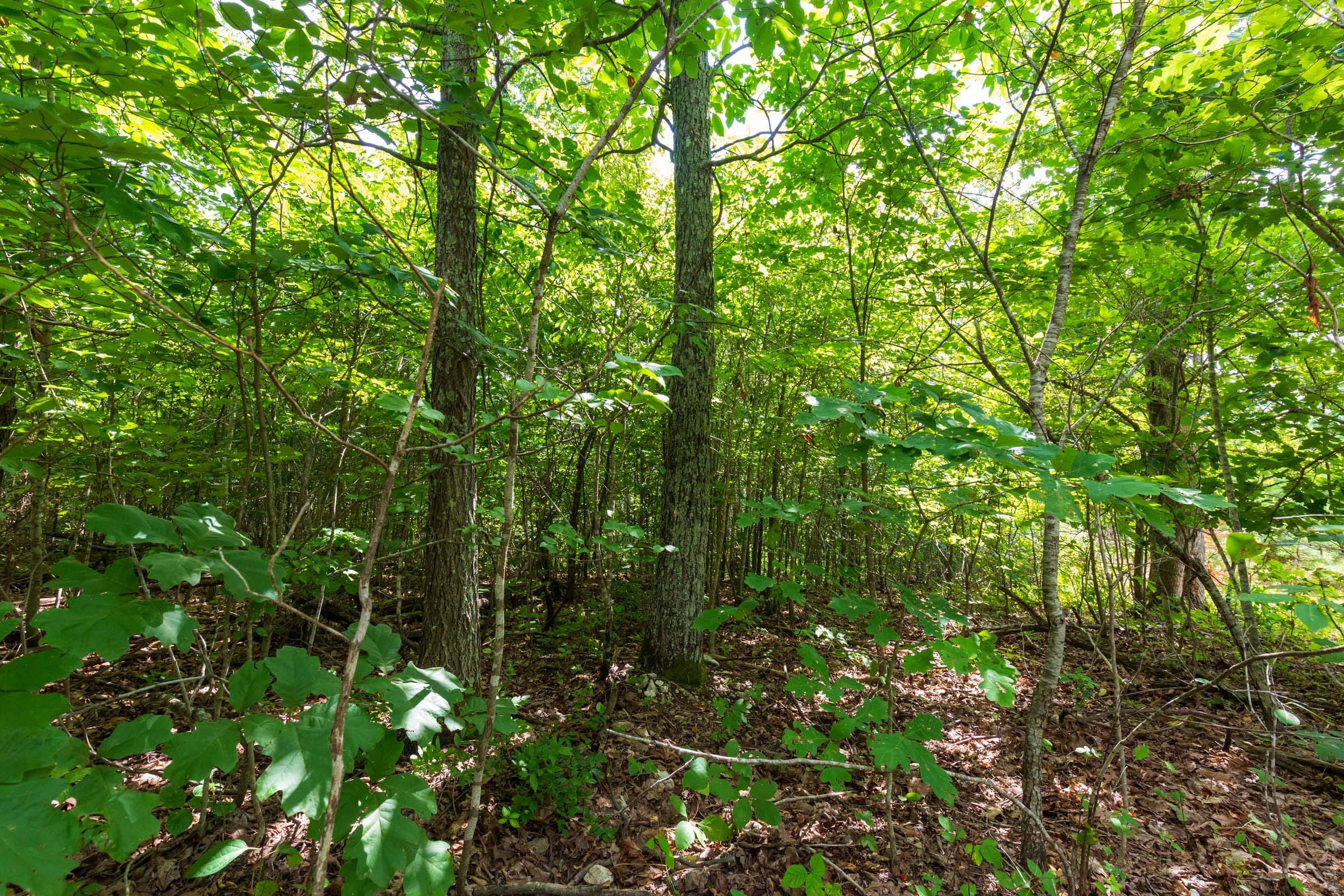 Cypress Ridge Tract 18 photo 11