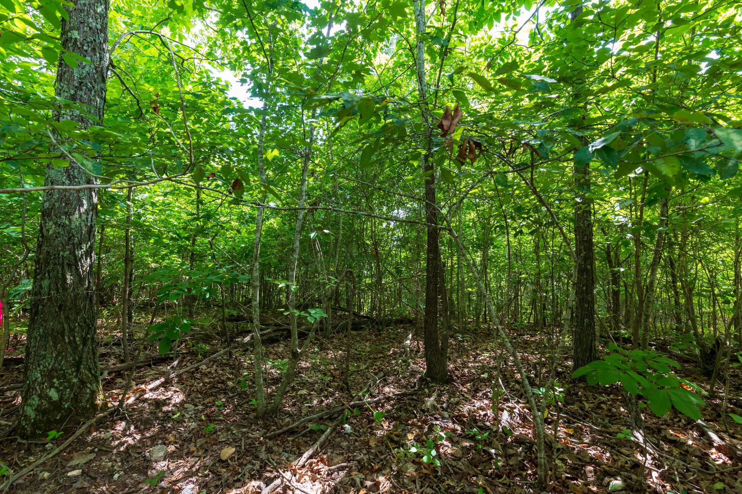Cypress Ridge Tract 18 photo 14