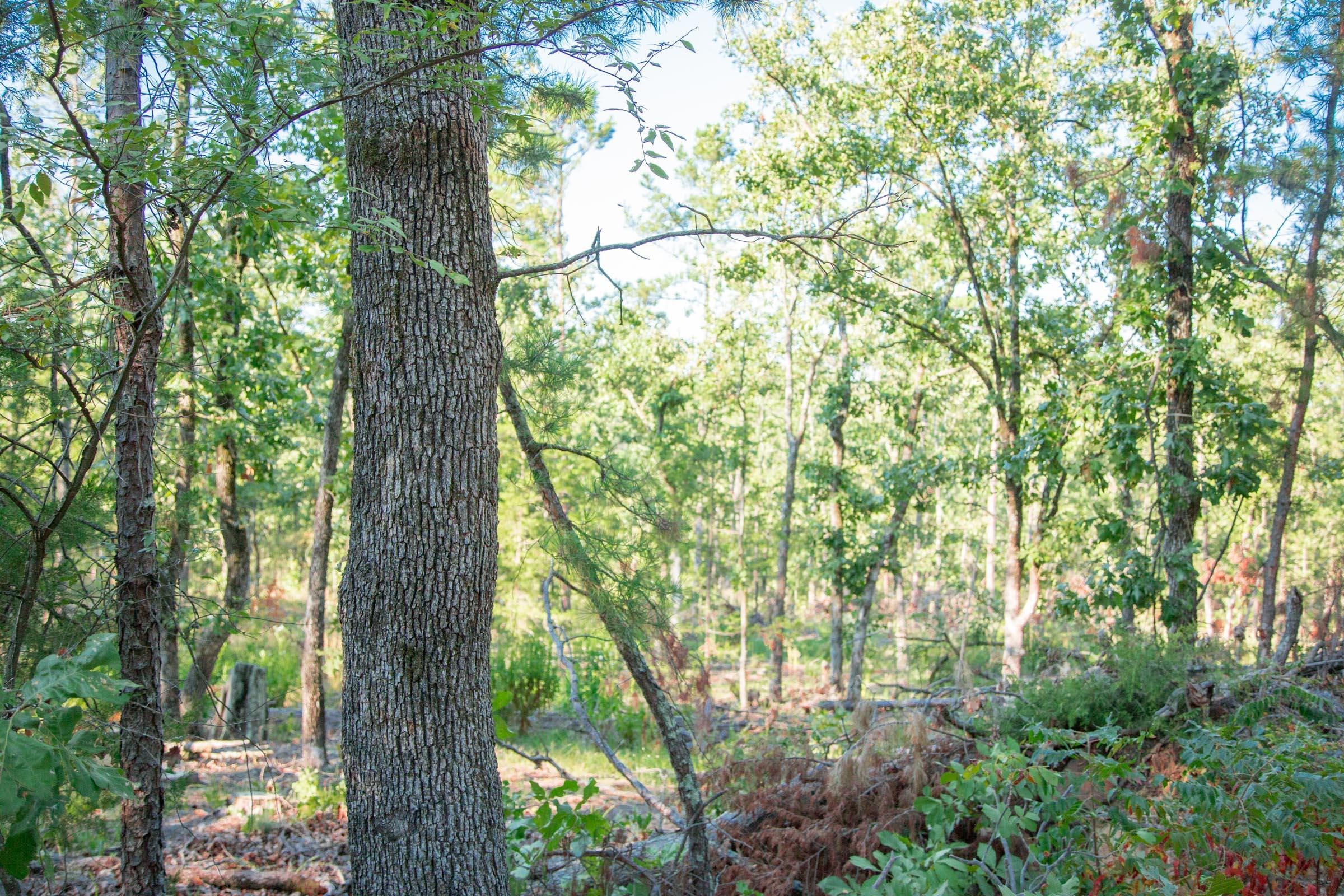 Stone Creek Phase II Tract 277 photo 9