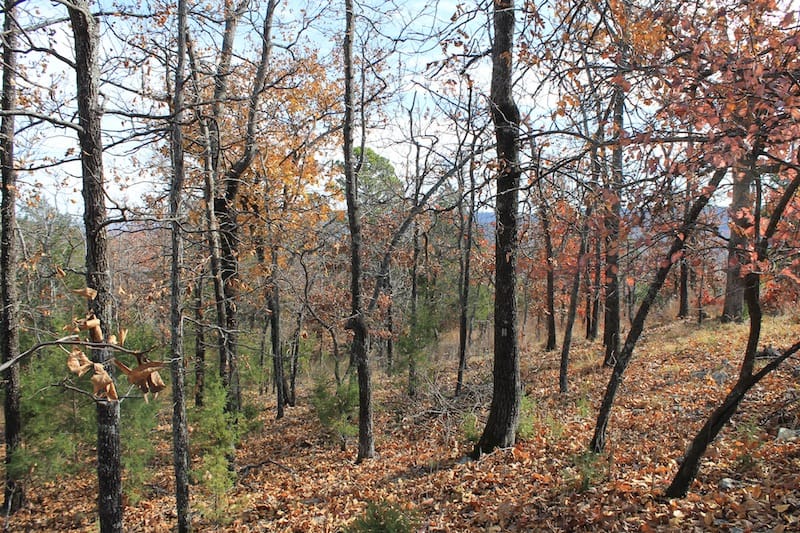 Indian Ridge – Phase I Tract 11 photo 3