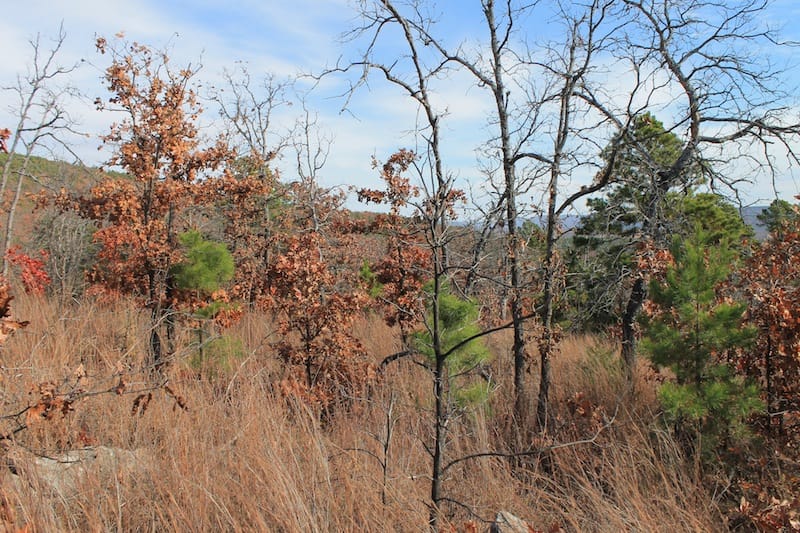 Indian Ridge – Phase I Tract 11 photo 8