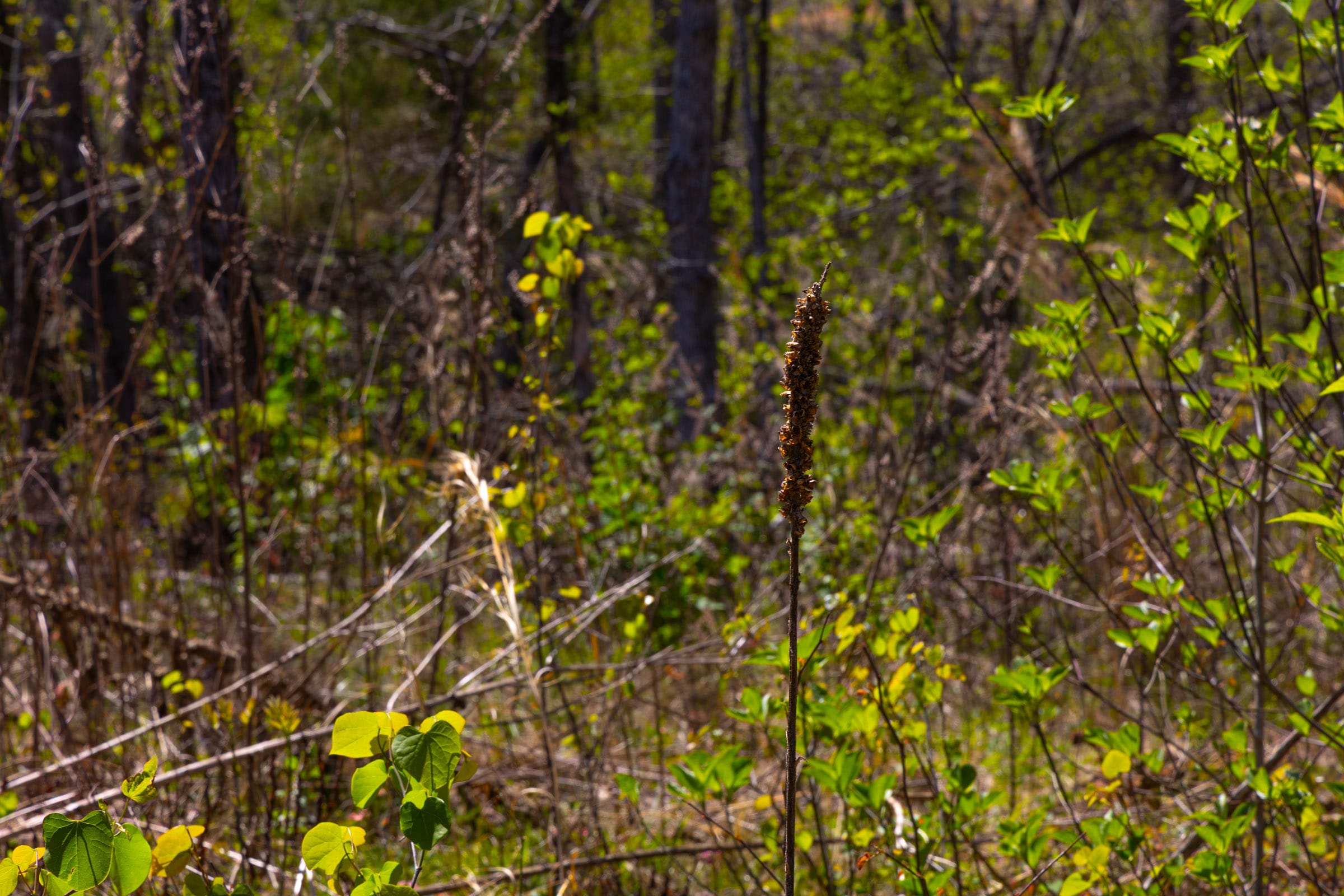 Lazybrook Tract 7 photo 10