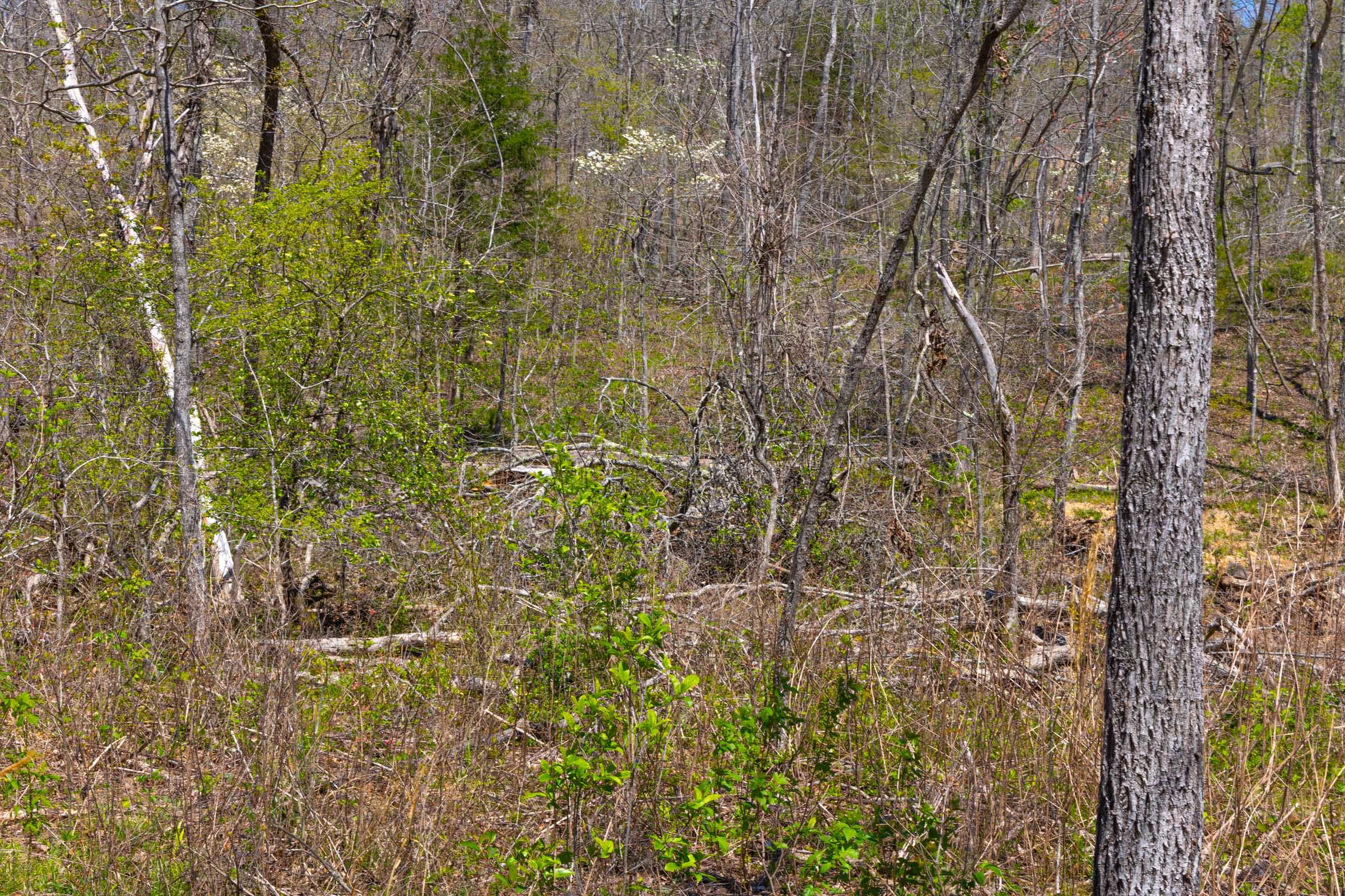 Lazybrook Tract 7 photo 4