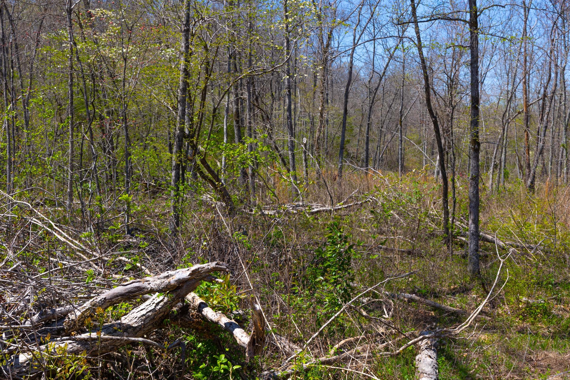 Lazybrook Tract 7 photo 11