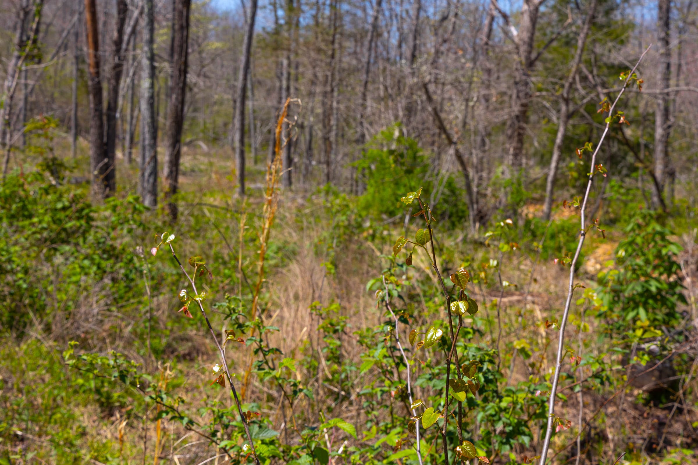 Lazybrook Tract 7 photo 7
