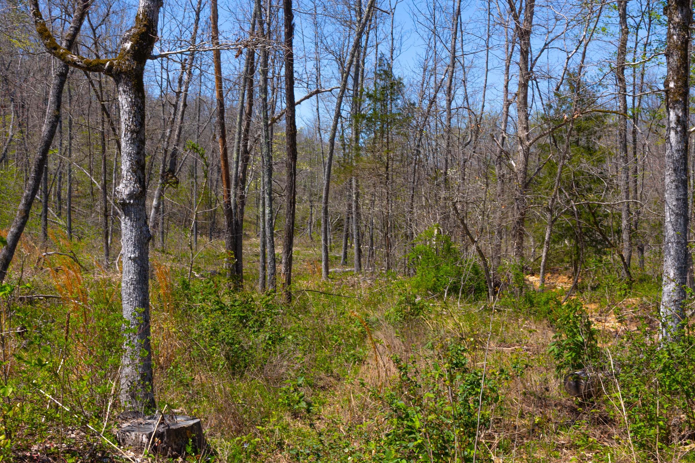 Lazybrook Tract 7 photo 9