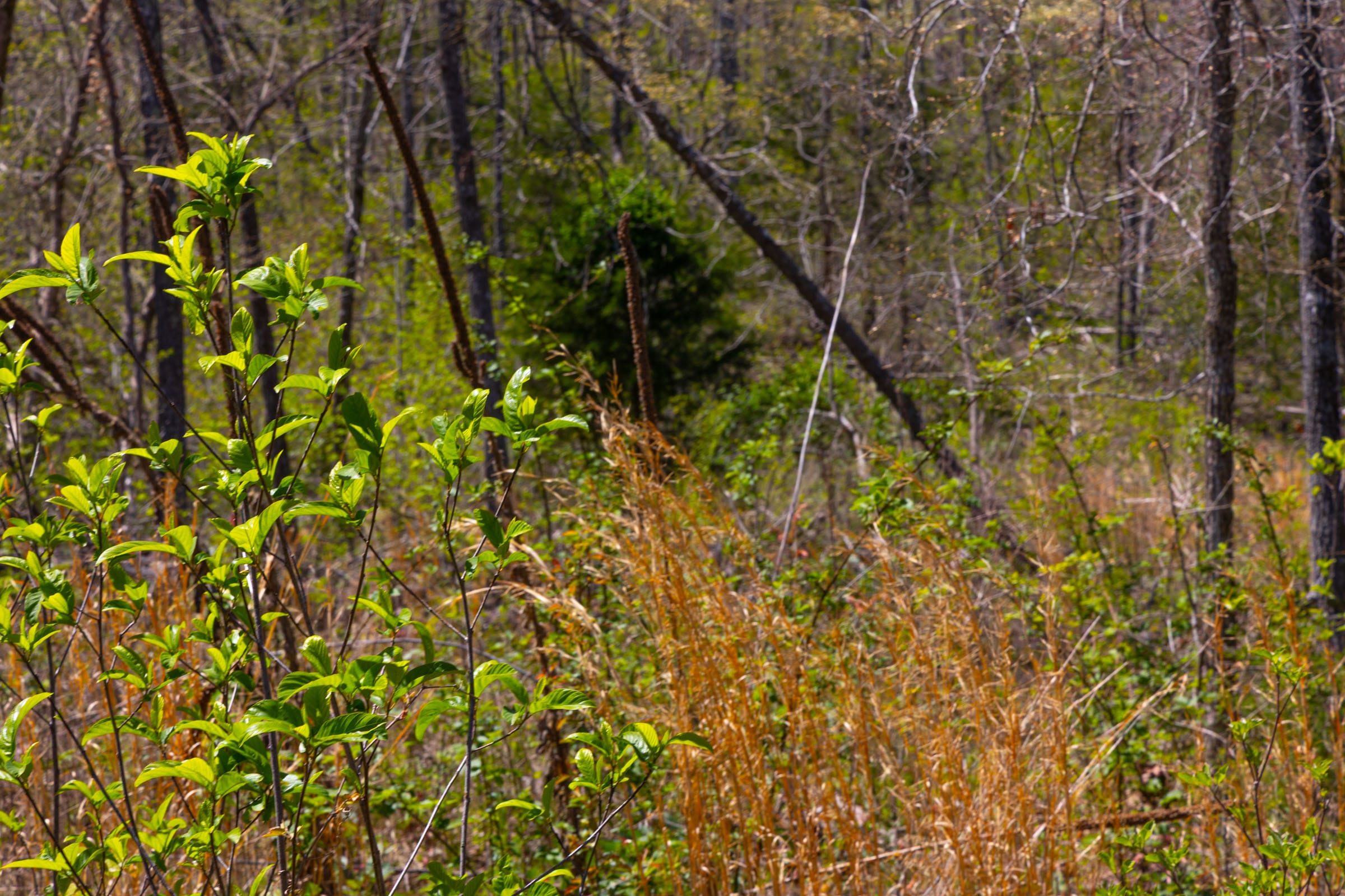 Lazybrook Tract 7 photo 5