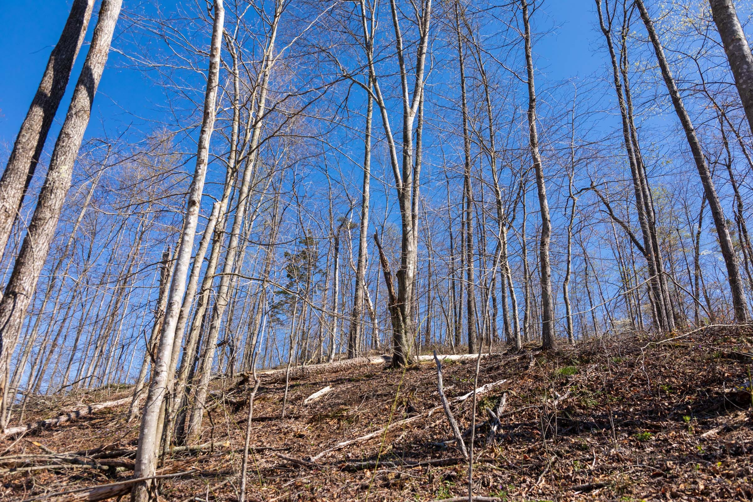 Creek Hollow Phase I Tract 53 photo 3