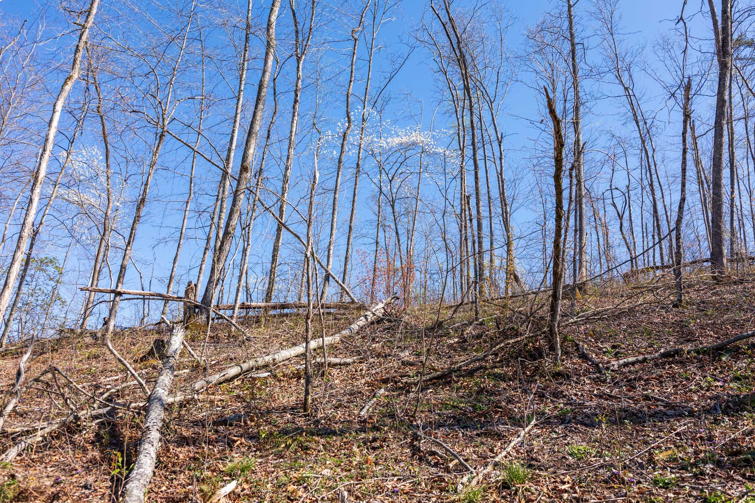Creek Hollow Phase I Tract 53 photo 5