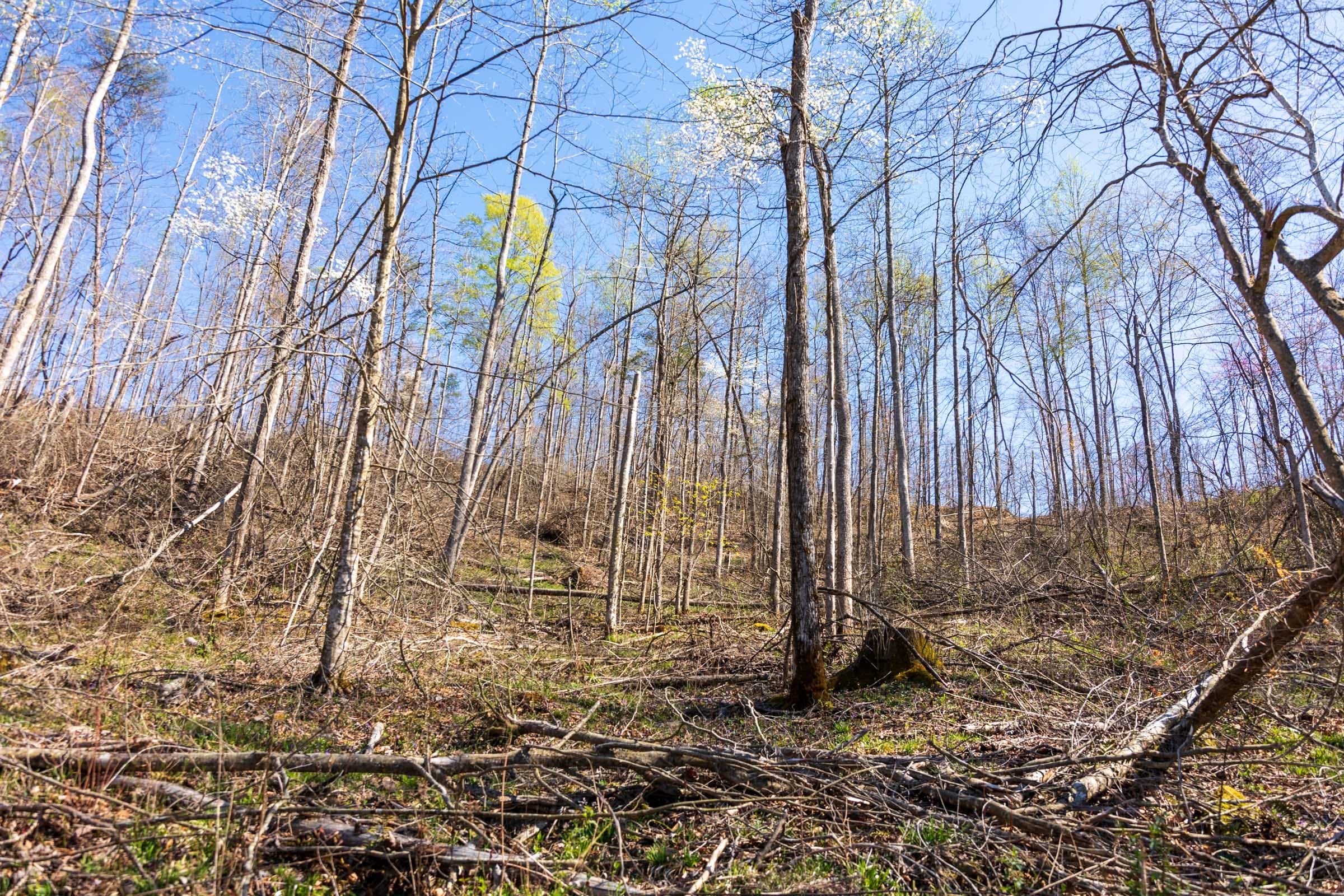 Creek Hollow Phase I Tract 53 photo 6