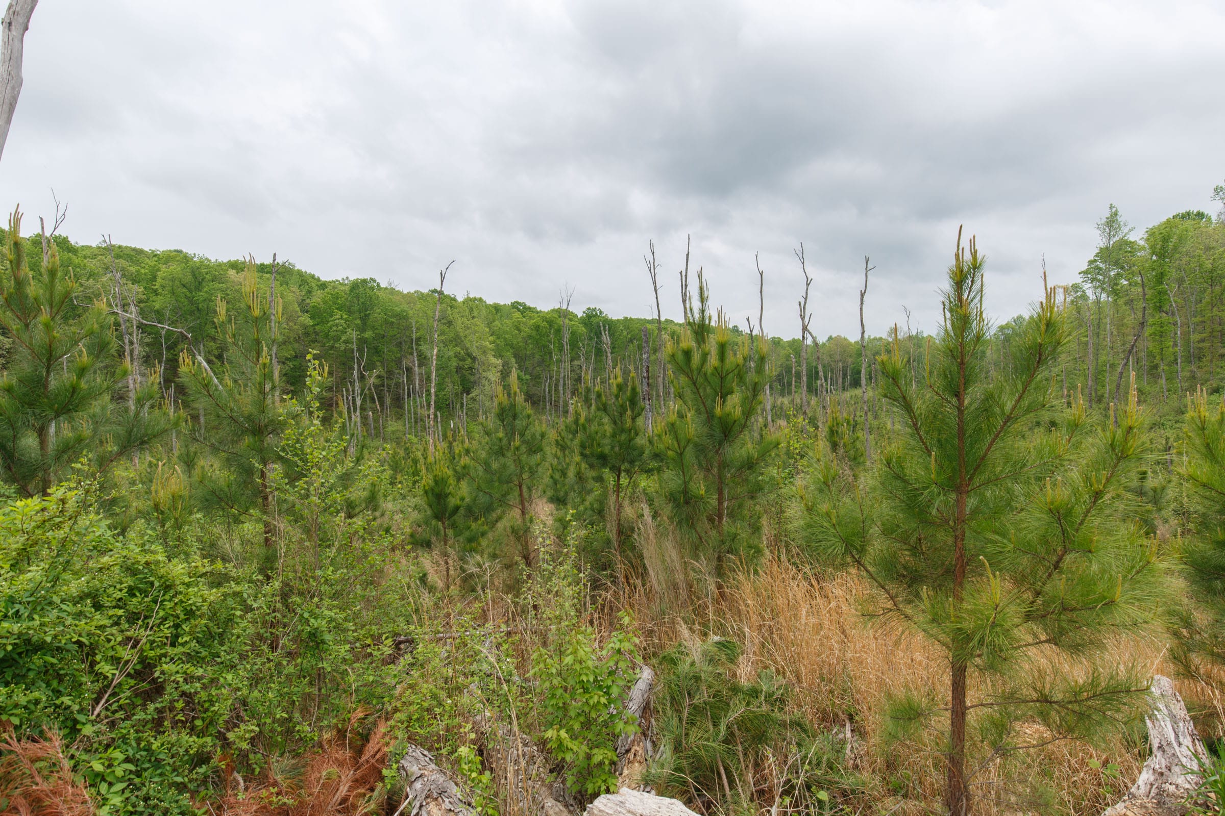 Red Barn Ranch Tract 42 photo 4