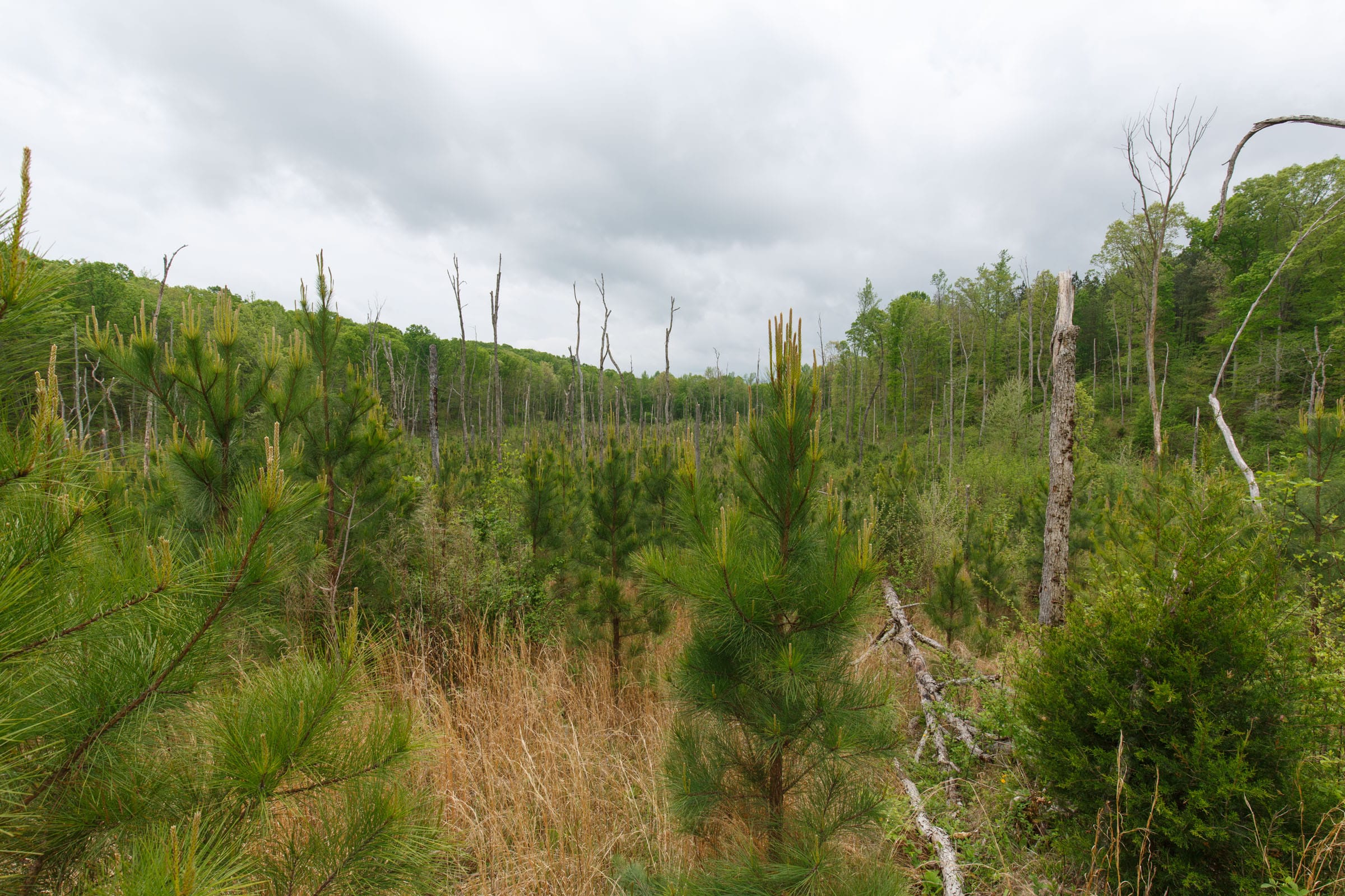 Red Barn Ranch Tract 42 photo 5