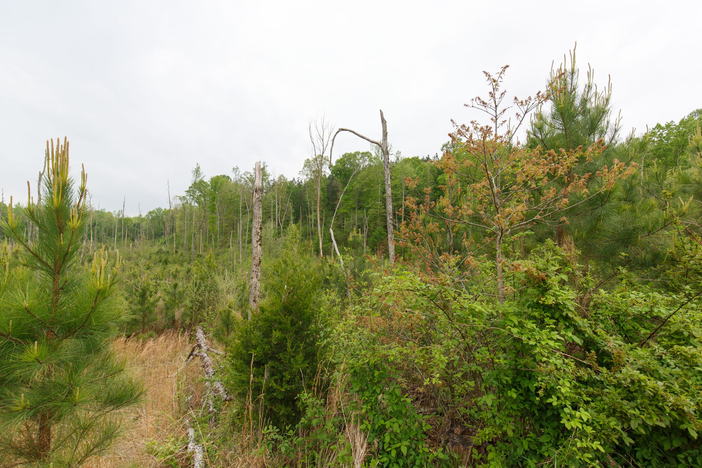 Red Barn Ranch Tract 42 photo 2