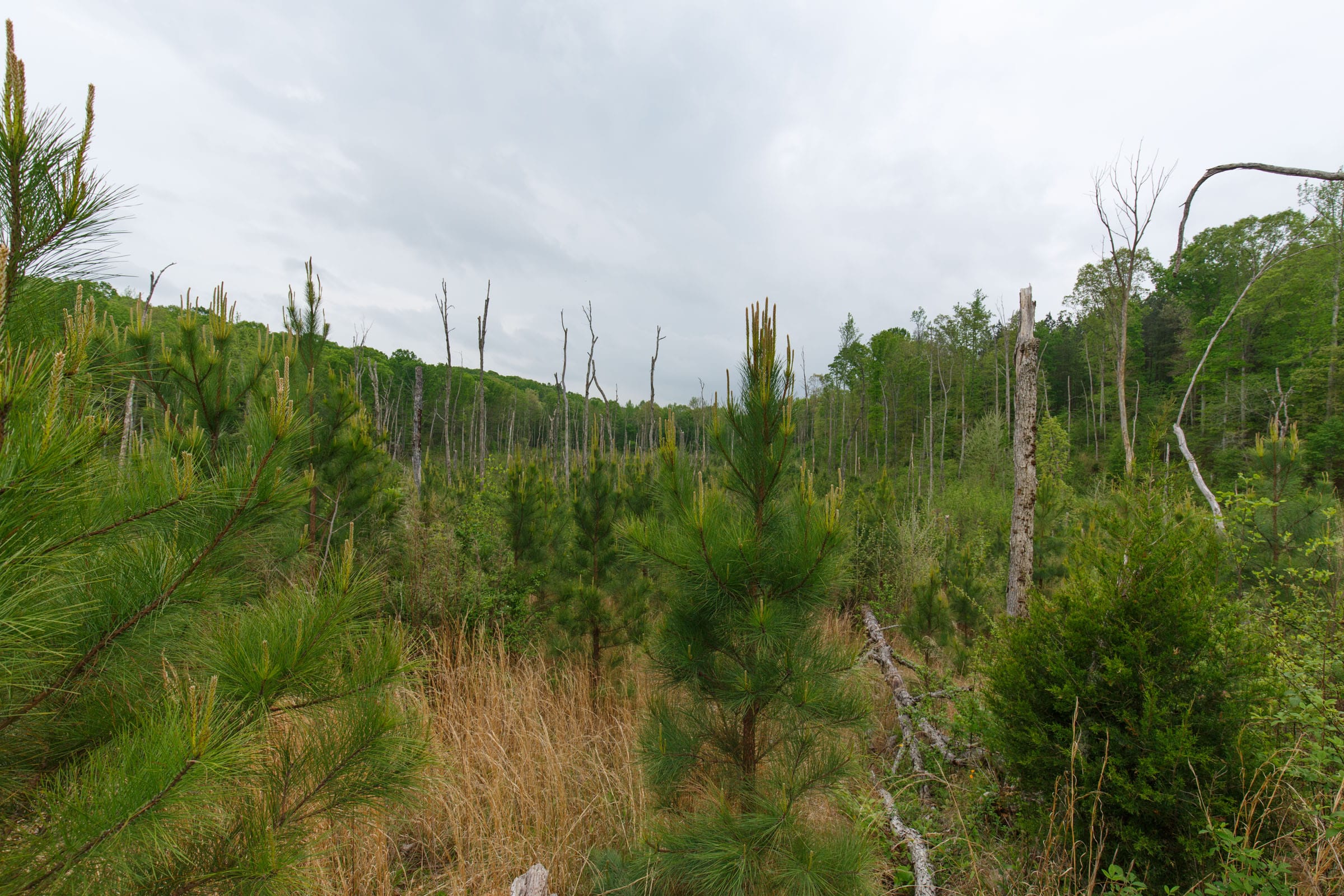 Red Barn Ranch Tract 42 photo 3