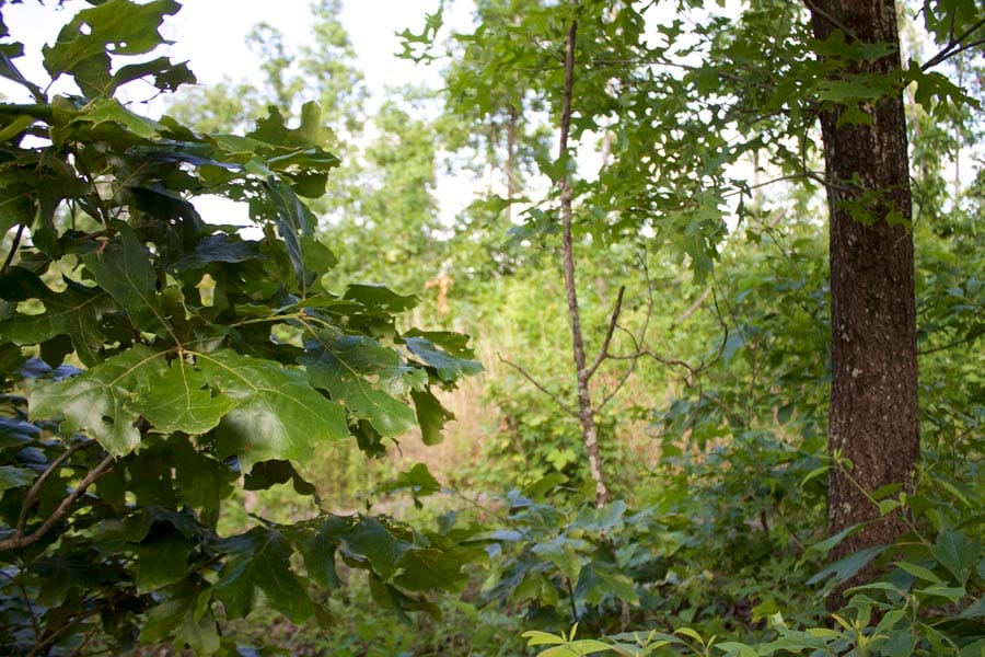 Thunder Mountain Ranch Tract 7 photo 3