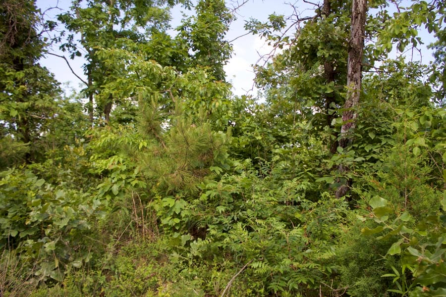 Thunder Mountain Ranch Tract 7 photo 8