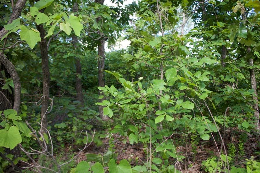 Thunder Mountain Ranch Tract 7 photo 10
