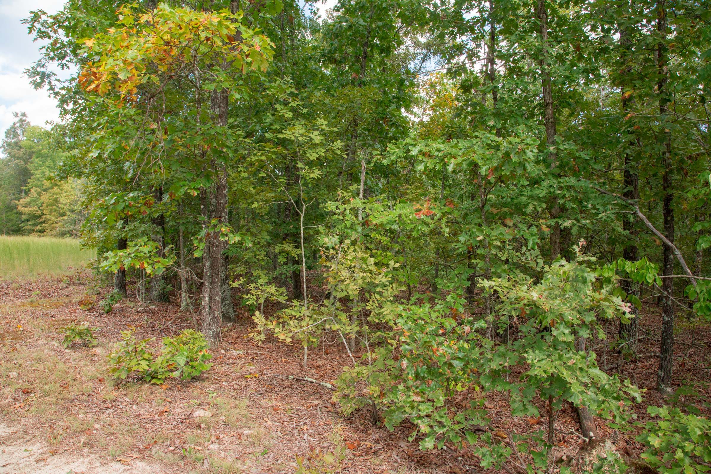 Wagon Wheel Ranch Tract 16 photo 3