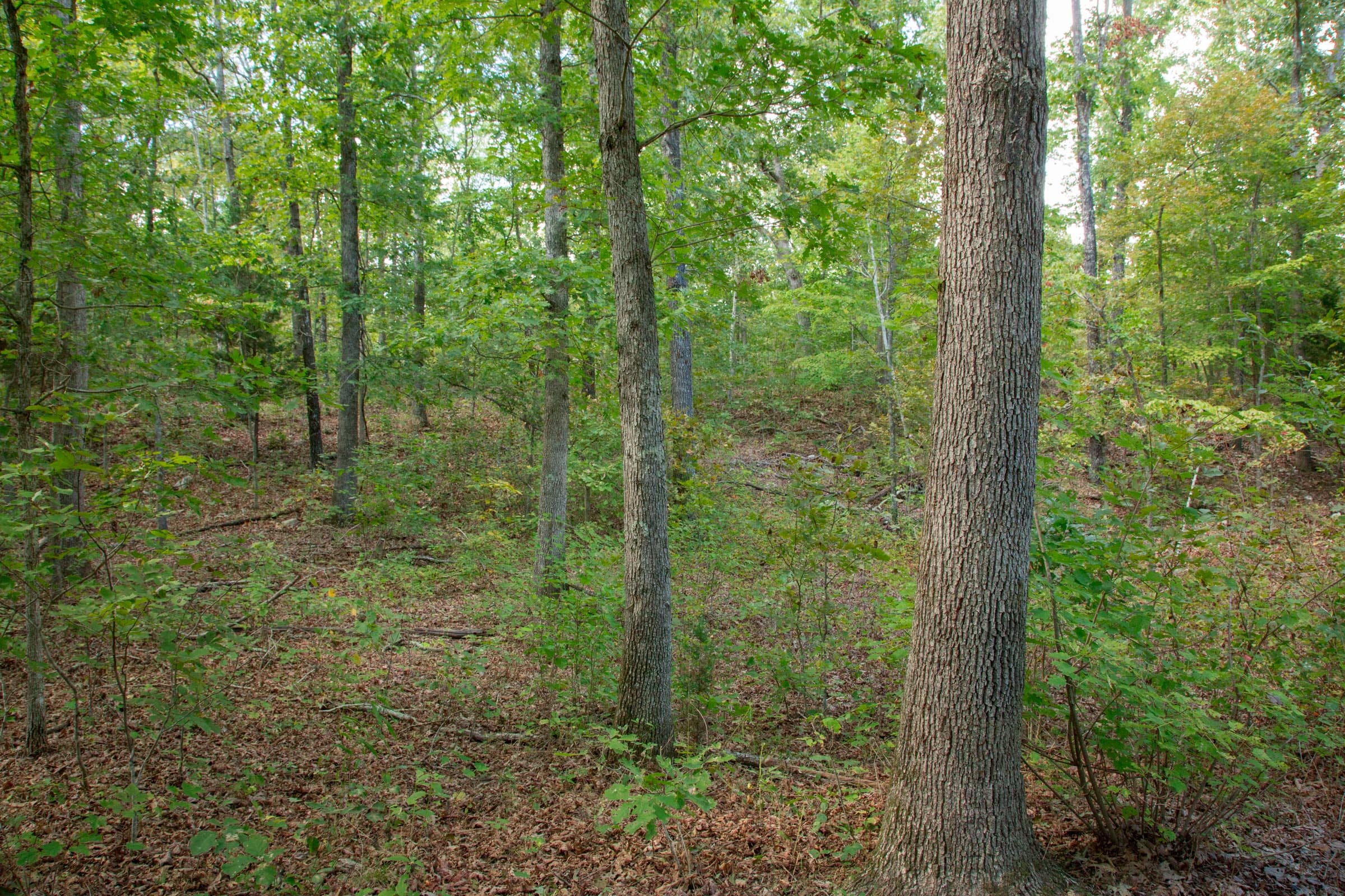 Wagon Wheel Ranch Tract 16 photo 13