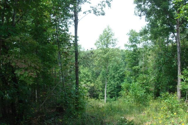 Sugartree Falls Tract 33 photo 3