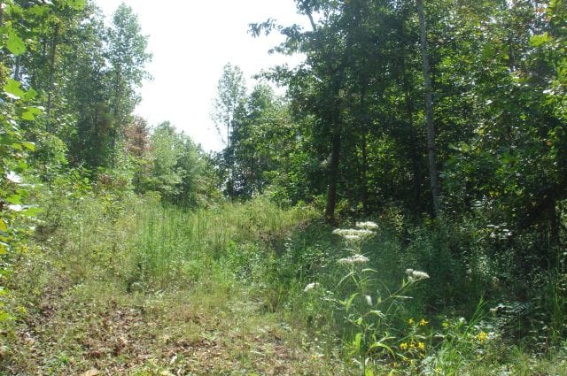 Sugartree Falls Tract 33 photo 4