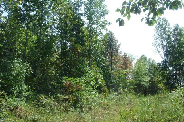 Sugartree Falls Tract 33 photo 5