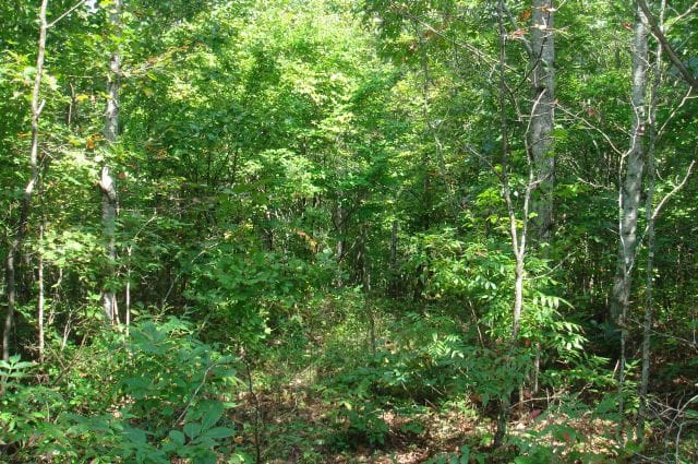 Sugartree Falls Tract 33 photo 6