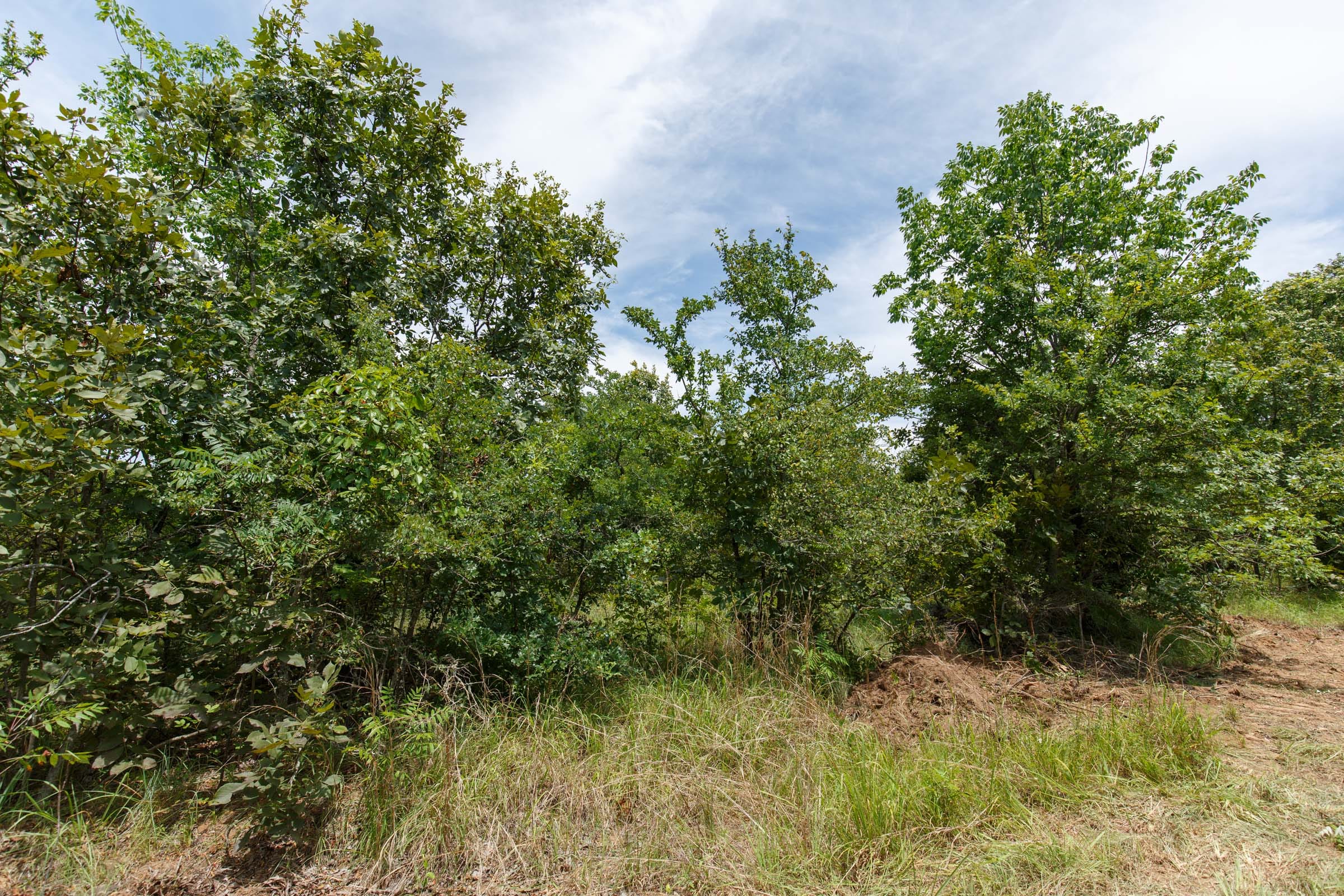Timber Ridge Tract 12 photo 4