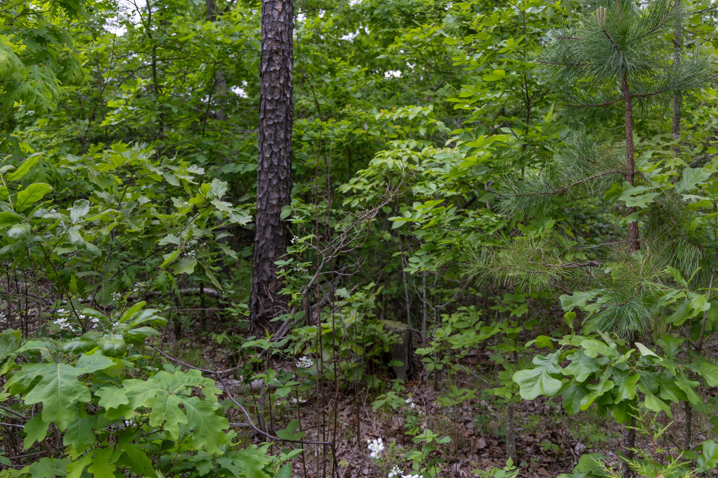 Sleepy Hollow Phase II Tract 89 photo 1