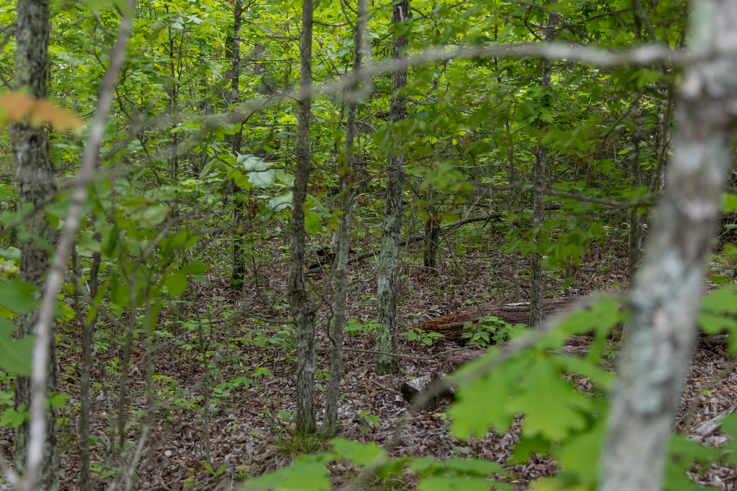 Sleepy Hollow Phase II Tract 89 photo 14