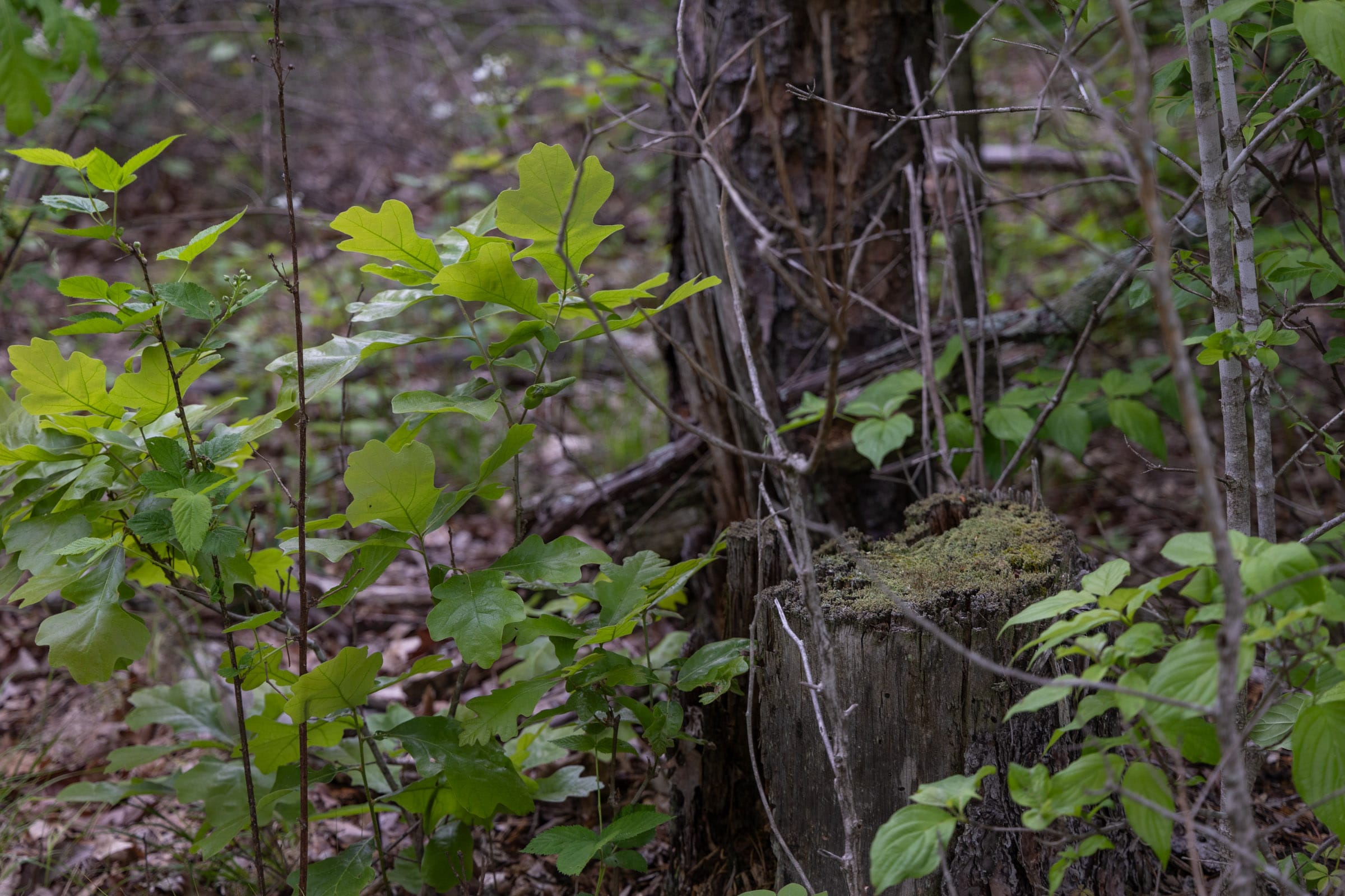 Sleepy Hollow Phase II Tract 89 photo 12