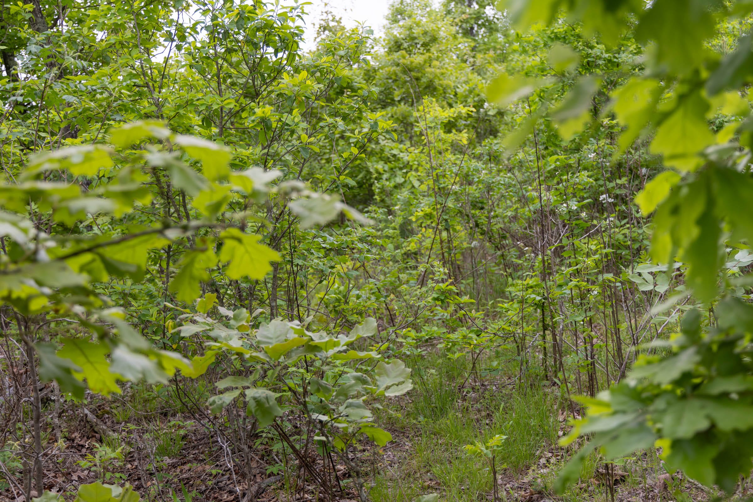 Sleepy Hollow Phase II Tract 89 photo 11