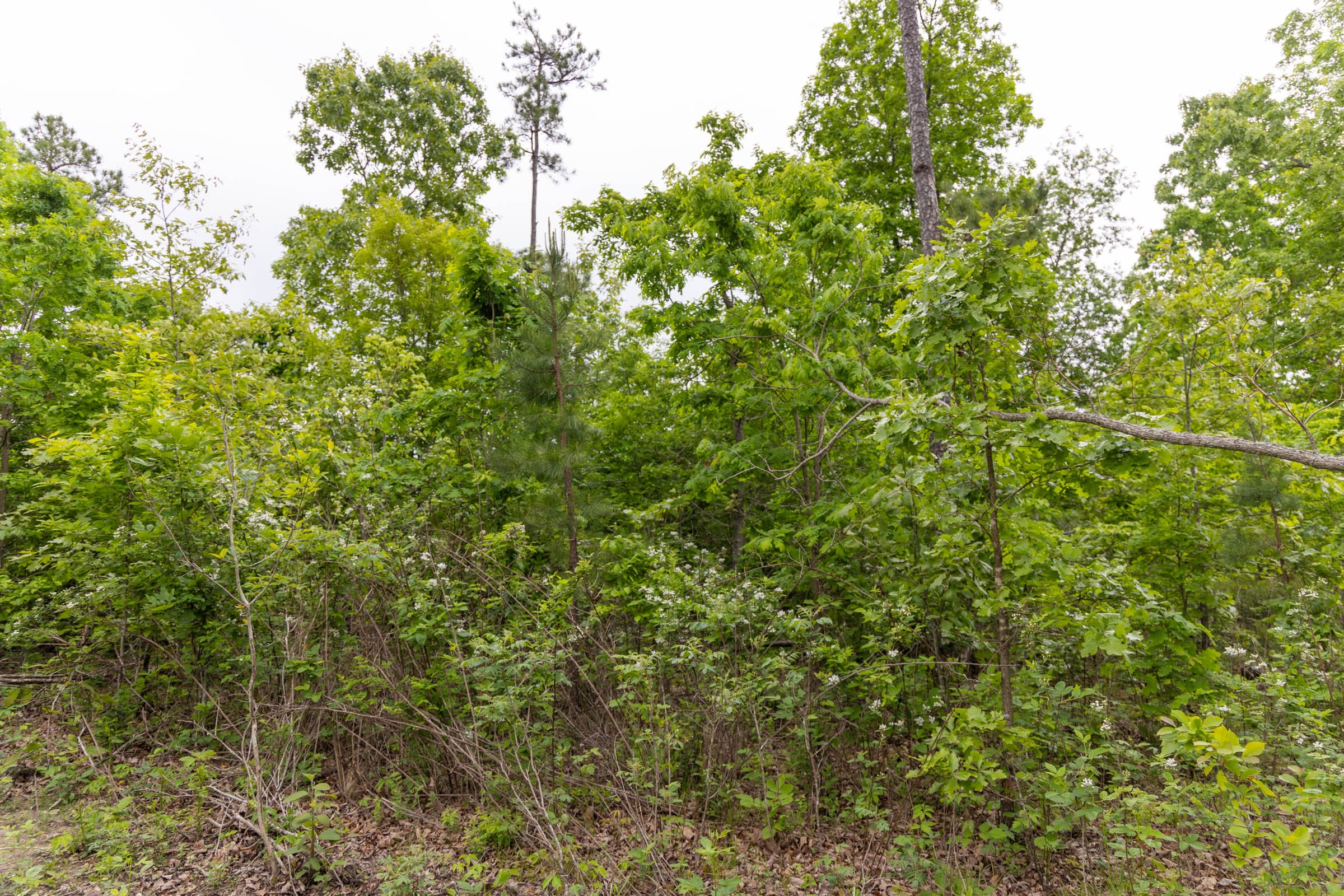 Sleepy Hollow Phase II Tract 89 photo 10