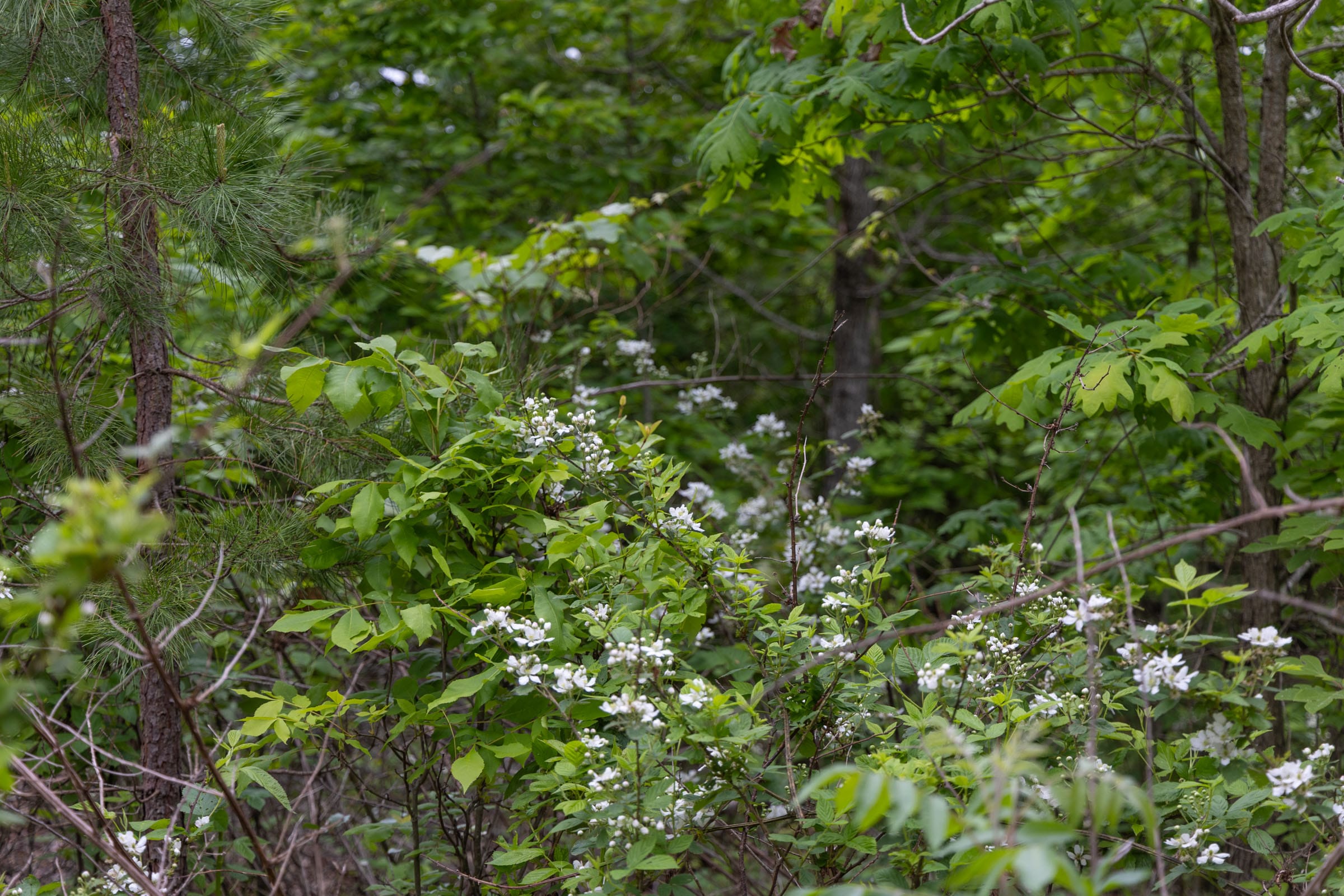 Sleepy Hollow Phase II Tract 89 photo 8