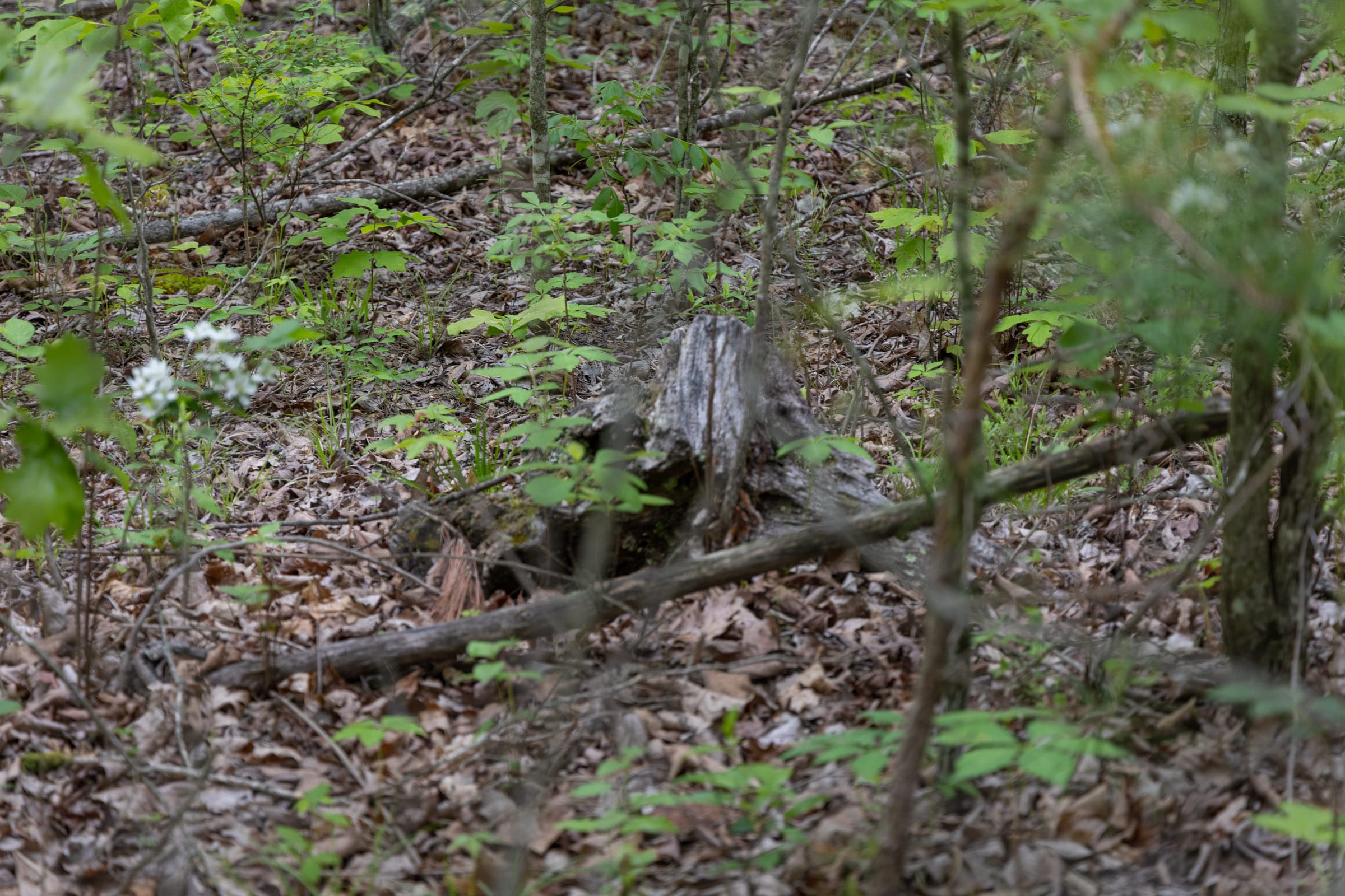 Sleepy Hollow Phase II Tract 89 photo 7