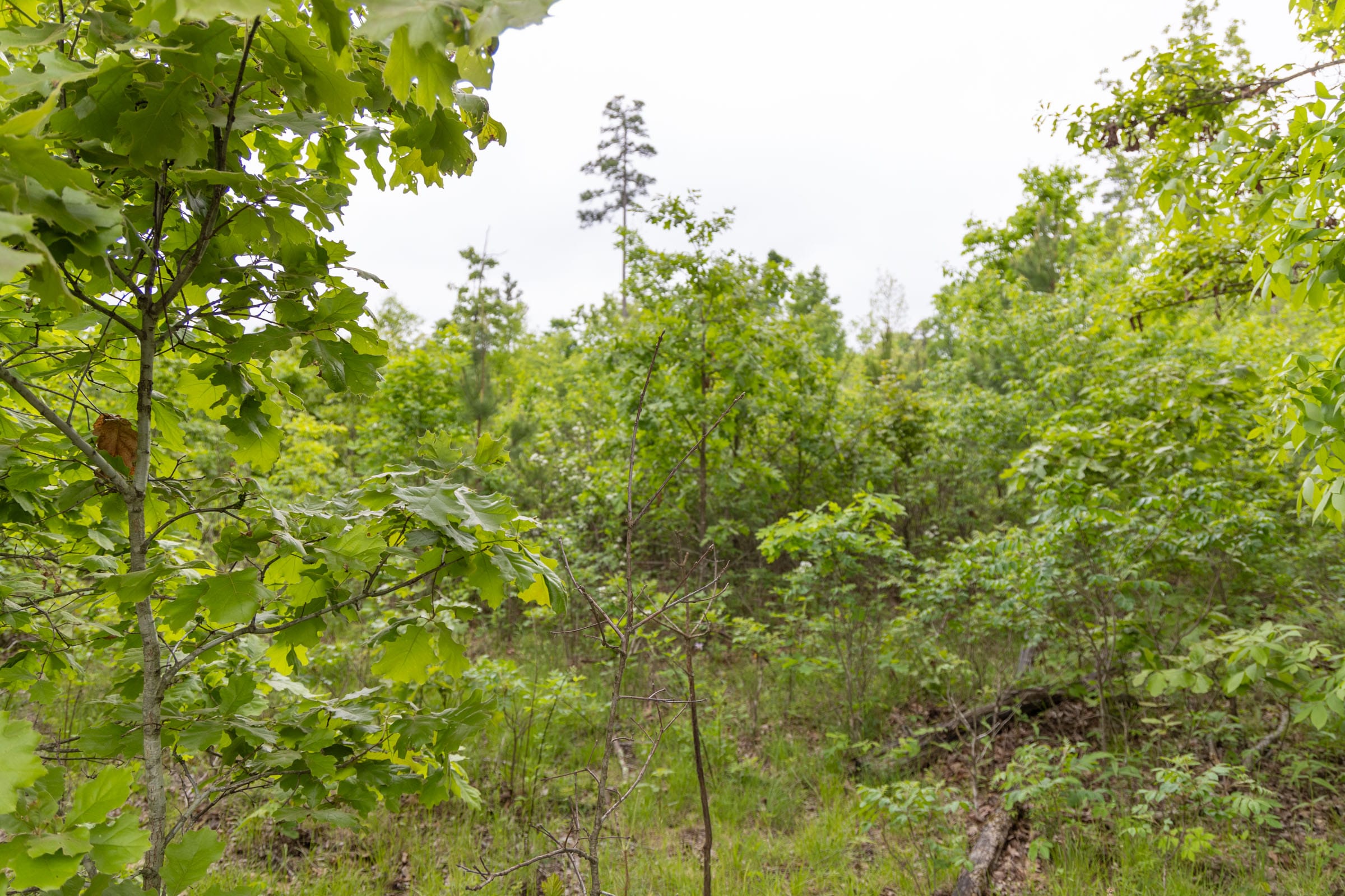 Sleepy Hollow Phase II Tract 89 photo 5