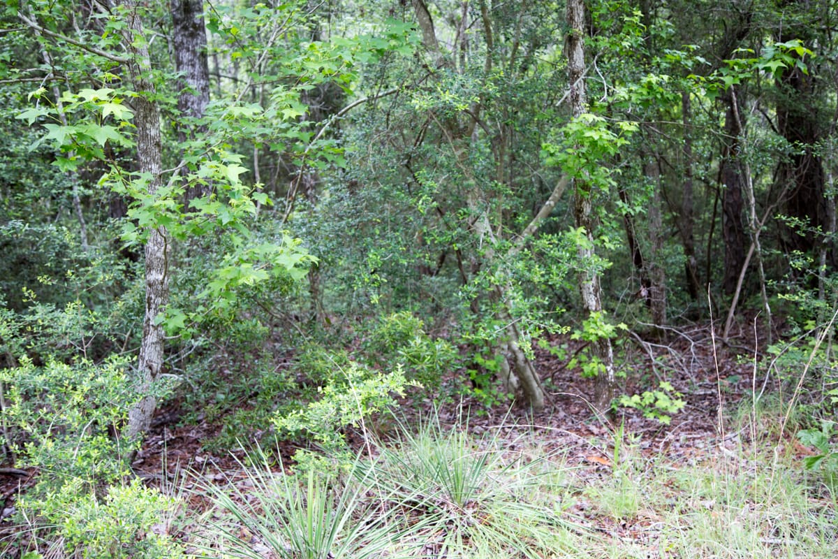 Rayburn Country Tract 287 photo 3