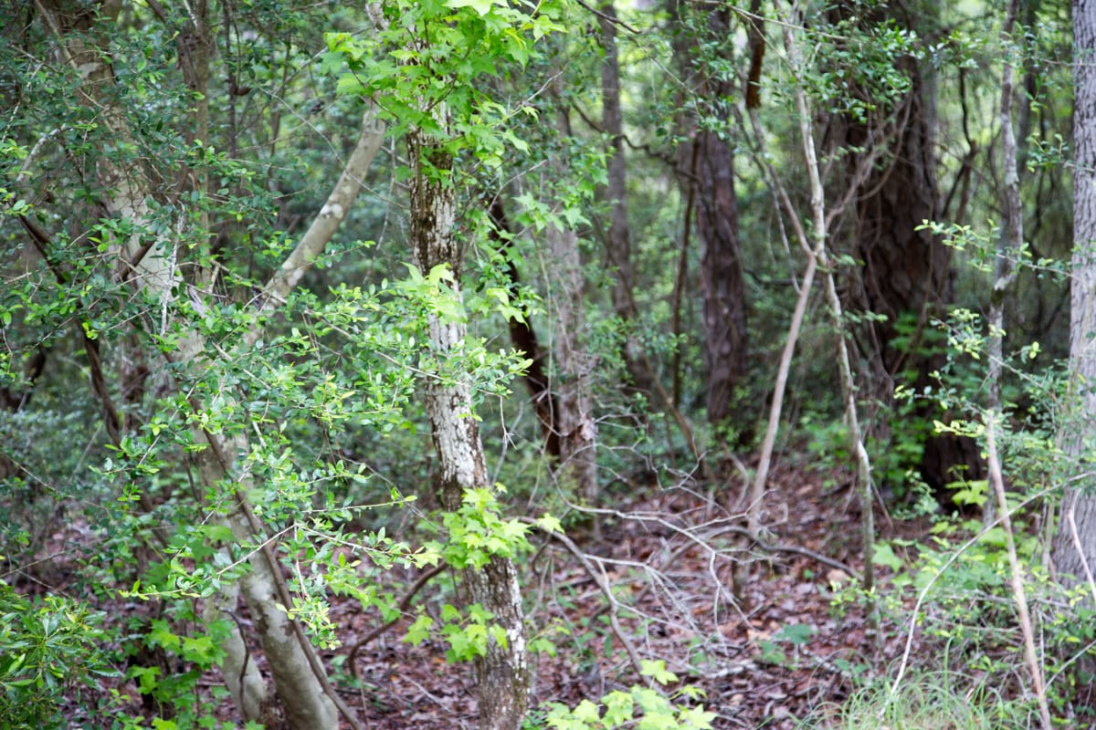 Rayburn Country Tract 287 photo 4